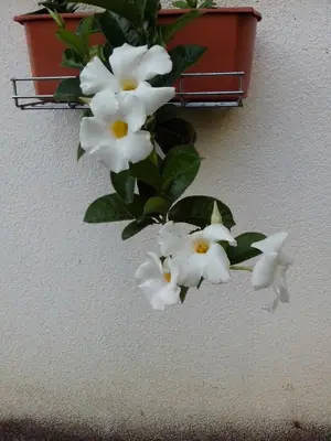Bougainvillea vášeň pro její pěstování
