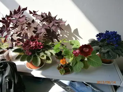 Ibišek - pěstování, fotky, výměna