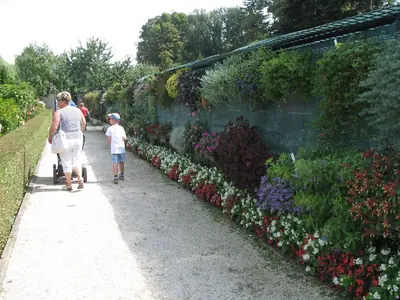 Bougainvillea vášeň pro její pěstování