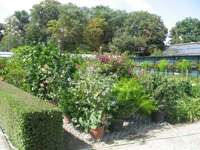Bougainvillea vášeň pro její pěstování