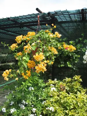 Bougainvillea vášeň pro její pěstování
