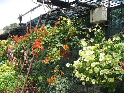Bougainvillea vášeň pro její pěstování