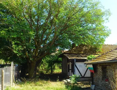 Morušovník