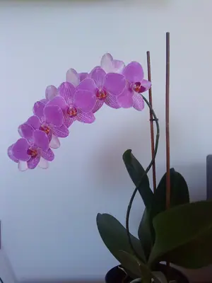 Orchideje phalaenopsis - pěstování