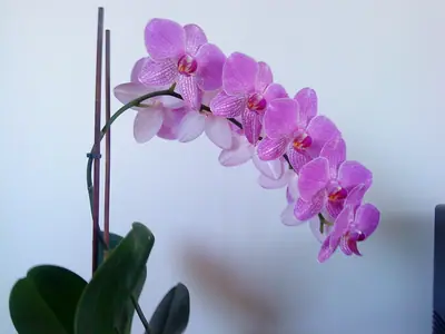 Orchideje phalaenopsis - pěstování