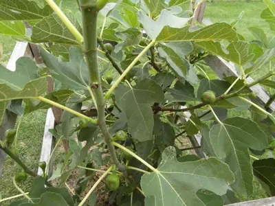 Fíkovník / Ficus carica /
