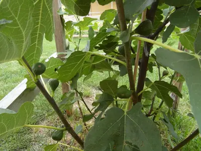 Fíkovník / Ficus carica /