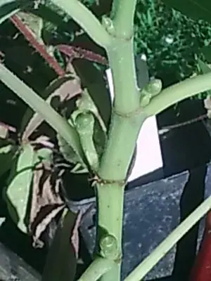 Fíkovník / Ficus carica /