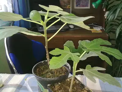Fíkovník / Ficus carica /