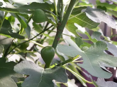 Fíkovník / Ficus carica /