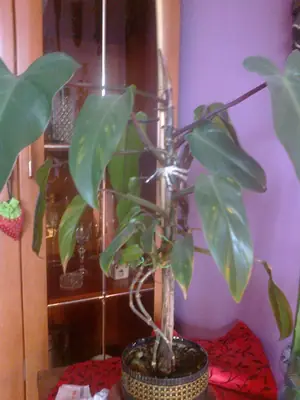 Filodendron mandaianum