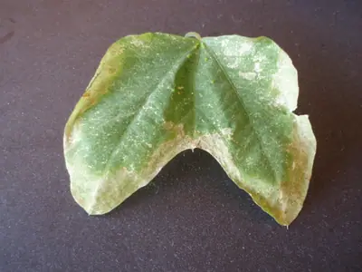 Mučenka (Passiflora) - vše o mučenkách