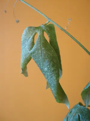 Mučenka (Passiflora) - vše o mučenkách