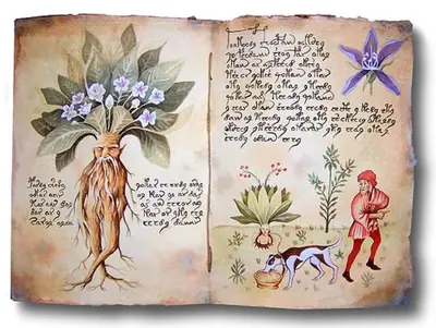 Mandragora lékařská