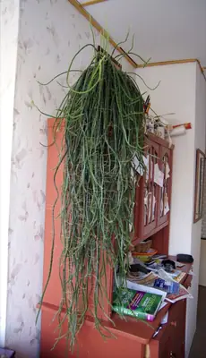 Je to aporocactus?