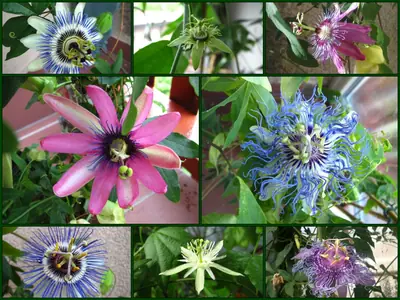 Mučenka (Passiflora) - vše o mučenkách