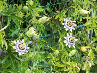 Mučenka (Passiflora) - vše o mučenkách
