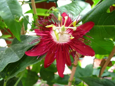 Mučenka (Passiflora) - vše o mučenkách