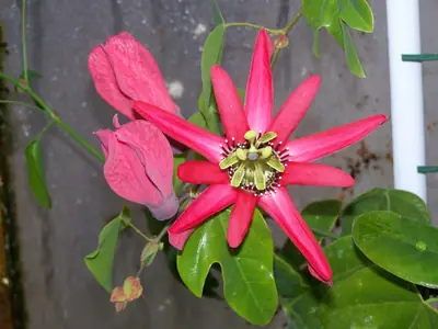 Mučenka (Passiflora) - vše o mučenkách