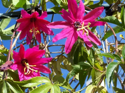 Mučenka (Passiflora) - vše o mučenkách