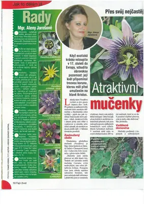 Mučenka (Passiflora) - vše o mučenkách