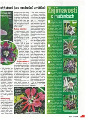 Mučenka (Passiflora) - vše o mučenkách