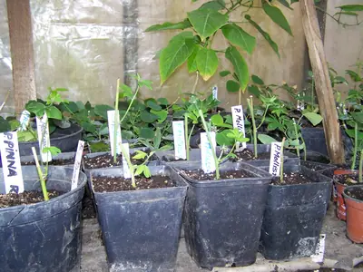 Mučenka (Passiflora) - vše o mučenkách