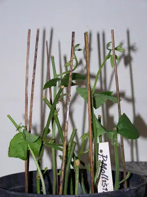 Mučenka (Passiflora) - vše o mučenkách