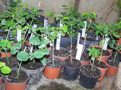 Mučenka (Passiflora) - vše o mučenkách