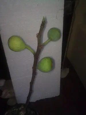 Fíkovník / Ficus carica /