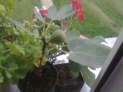 Fíkovník / Ficus carica /