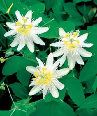 Mučenka (Passiflora) - vše o mučenkách