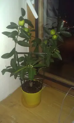 Jak pěstovat citronovník