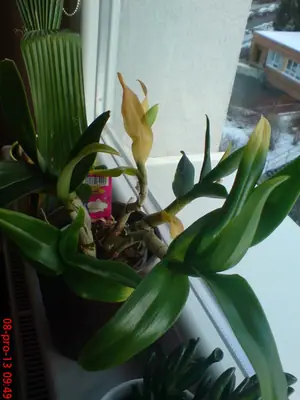 Nažloutlá orchidej