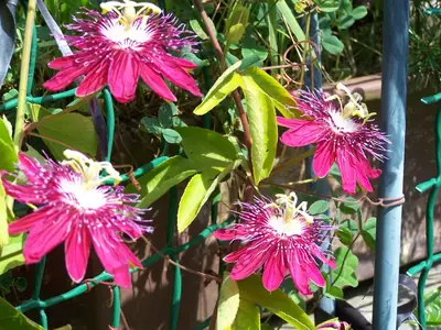 Mučenka (Passiflora) - vše o mučenkách