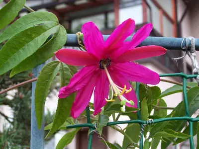 Mučenka (Passiflora) - vše o mučenkách