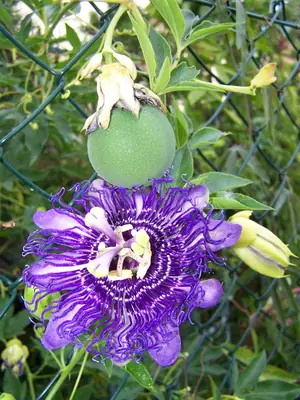 Mučenka (Passiflora) - vše o mučenkách