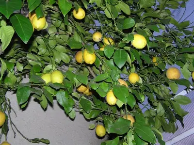 Jak získat plody citronu