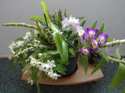 Orchideje phalaenopsis - pěstování