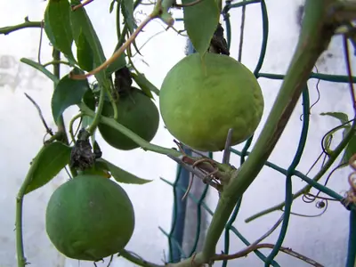 Mučenka (Passiflora) - vše o mučenkách