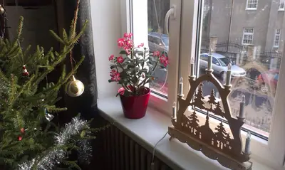 Červci a puklice