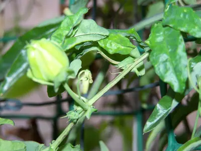 Mučenka (Passiflora) - vše o mučenkách