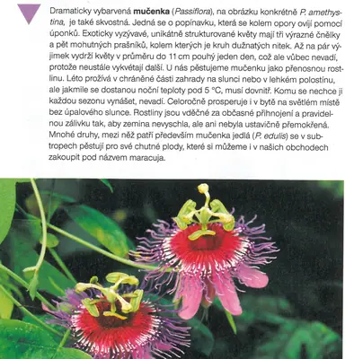 Mučenka (Passiflora) - vše o mučenkách