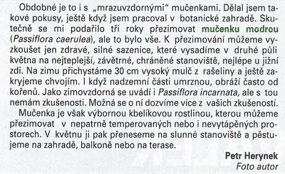 Mučenka (Passiflora) - vše o mučenkách