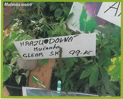 Mučenka (Passiflora) - vše o mučenkách