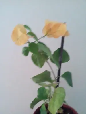 Bougainvillea vášeň pro její pěstování