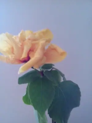 Bougainvillea vášeň pro její pěstování