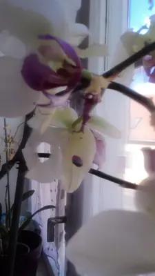 Červec na orchidejích