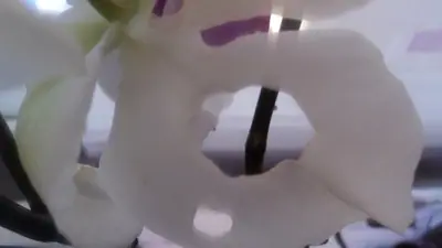 Červec na orchidejích