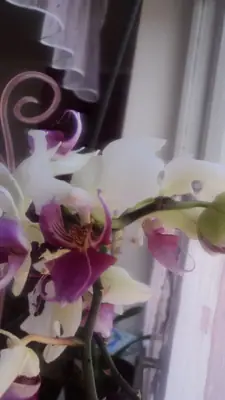 Červec na orchidejích